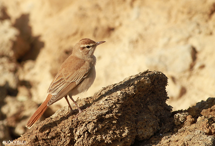 Rufous Bush Robin  Cercotrichas galactotes  ,Kibbutz Samar , Arava valley, Israel.07-04-13.  Lior Kislev